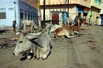 Cows on the Street, Rajasthan, India